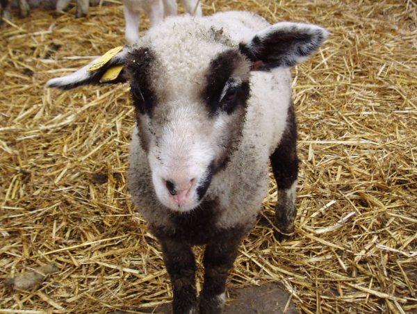 Some of the coloring on the lambs are just ridiculously fantastic. This guy's an example.